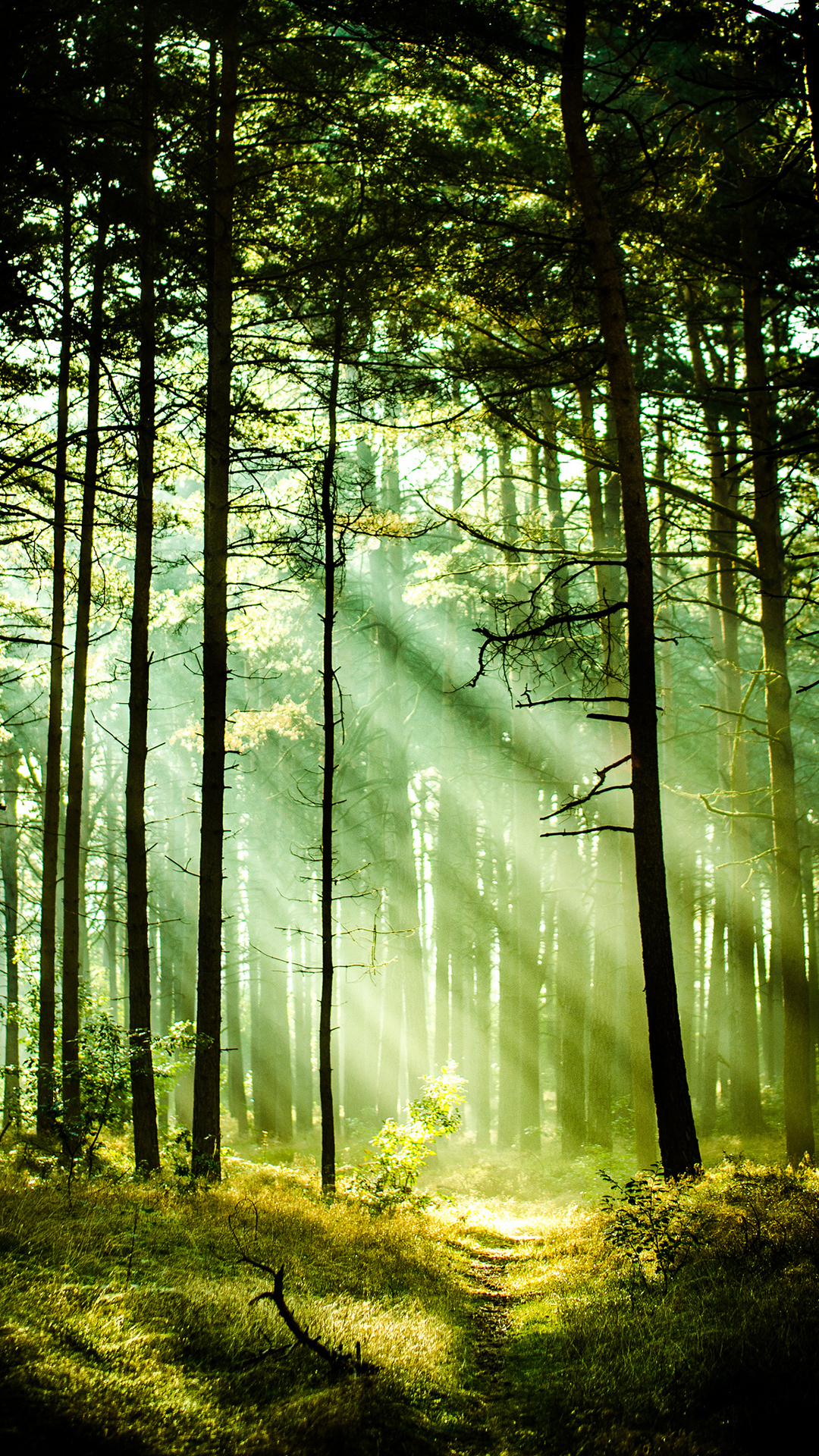 Заставка на телефон вертикальная природа. Красивый лес. Красивые леса. Красивая природа лес. Пейзаж вертикальный.