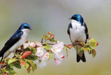 Көкейім жыр бұлағы бұратылған...